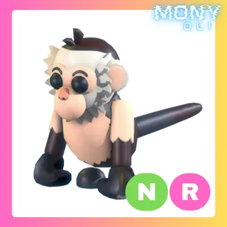 NR CAPUCHIN MONKEY 