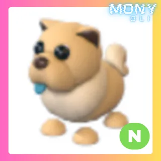 NEON TAN CHOW-CHOW 
