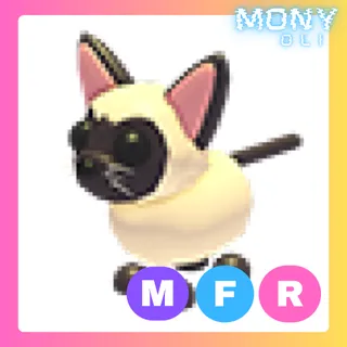 MFR SIAMESE CAT