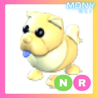 NR GOLDEN CHOW-CHOW