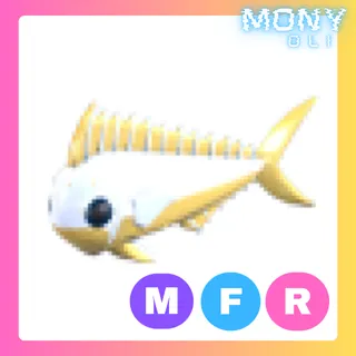 MFR GOLD MAHI MAHI
