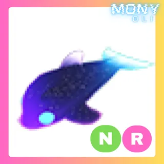 NR GLORMY DOLPHIN 