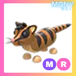 MR BANDED PALM CIVET 