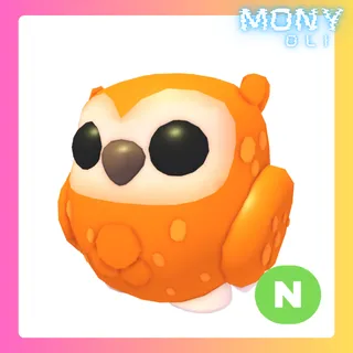NEON CLEMENTINE OWL