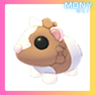 CHOCOLATE DUTCH GUINEA PIG