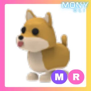 MR SHIBA INU 