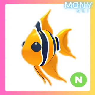 NEON ANGELFISH 