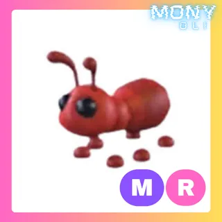 MR ANT 