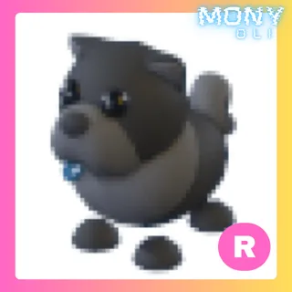 R BLACK CHOW CHOW