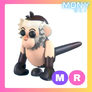 MR CAPUCHIN MONKEY 