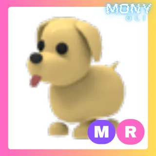 MR DOG