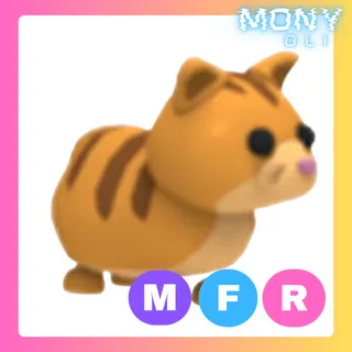 MFR GINGER CAT 