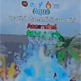 5 trait Aqua Bear Go up