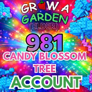 981x Candy Blossom Tree Account (ELDER CANDY BLOSSOM)