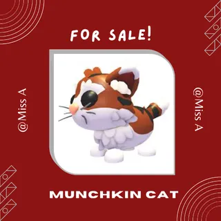NFR MUNCHKIN CAT
