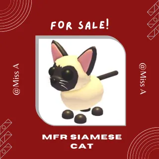 MFR SIAMESE CAT