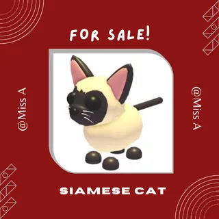 FR SIAMESE CAT