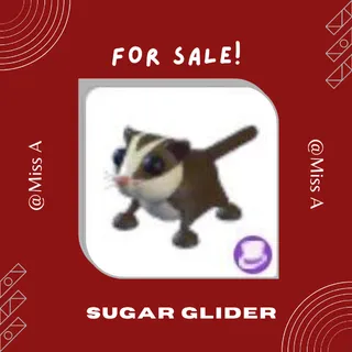 FR SUGAR GLIDER