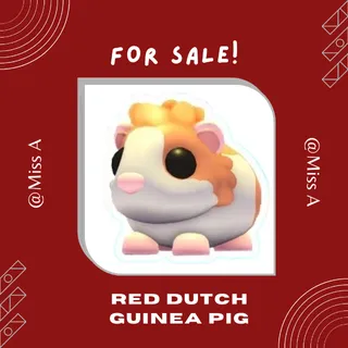 6X RED DUTCH GUINEA PIG
