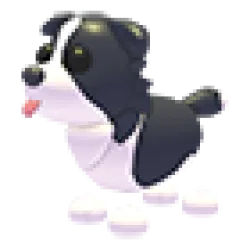 NFR BORDER COLLIE