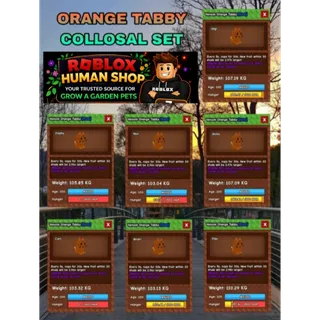 7x 5Secs Collosal Orange Tabby + 15Secs Echo 