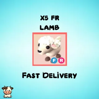 x5 FR Lamb