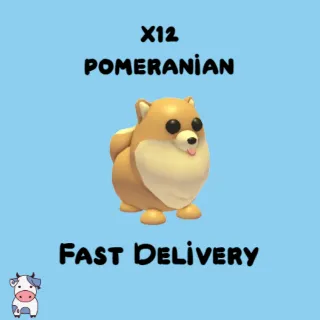 x12 Pomeranian