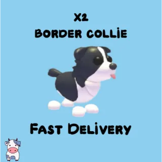 x2 Border Collie