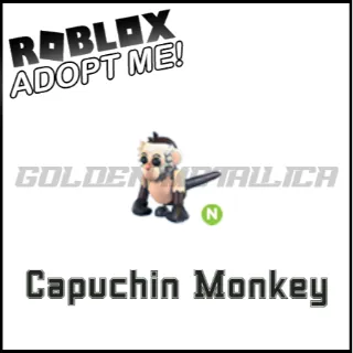 Capuchin Monkey N