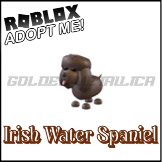 Irish Water Spaniel