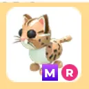 MR leopard cat