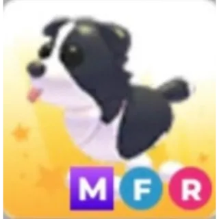 MFR BORDER COLLIE