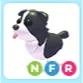 NFR BORDER COLLIE