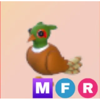 MFR Brown Chested Pheasant