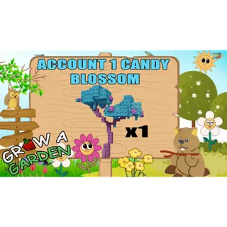 1x candy blossom account