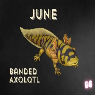 Banded Axolotl