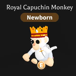 Royal Capuchin Monkey
