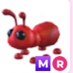 ant ( MR )