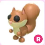squirrel ( R )