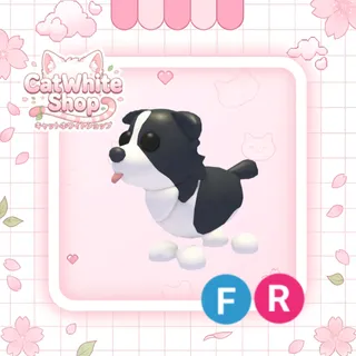 Border Collie FR