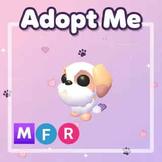  Shih Tzu MFR