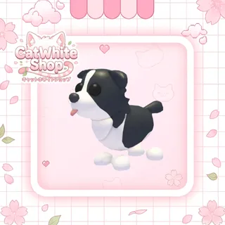 Border Collie