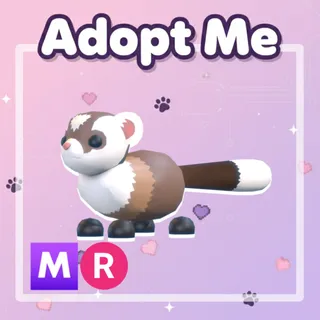 Black-Footed Ferret MR