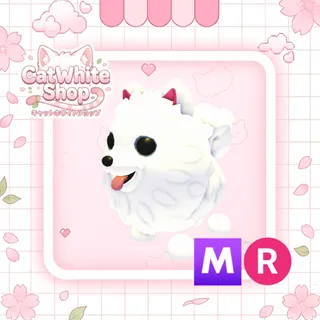 Samoyed MR
