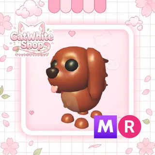Irish Setter MR