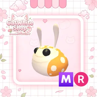 Hopbop MR