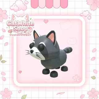 Raccoon