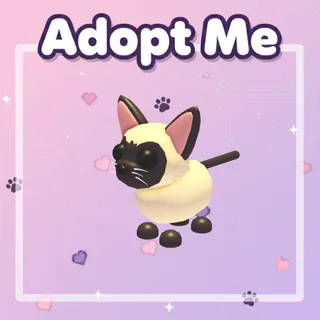FR Siamese Cat