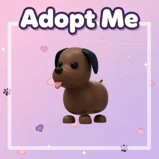 4x Chocolate Labrador