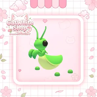 Praying Mantis